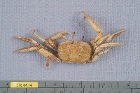 藏品(拉氏大眼蟹)的圖片